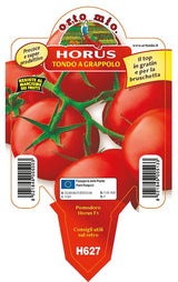 Pomodoro tondo a grappolo Horus F1 - 1 pianta vaso 10 cm - Orto Mio Orto Mio (2497121)