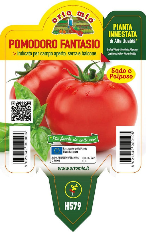 Pomodoro tondo da insalata Fantasio F1 - 1 pianta Innestata v.10 cm - Orto Mio Orto Mio (2497122)