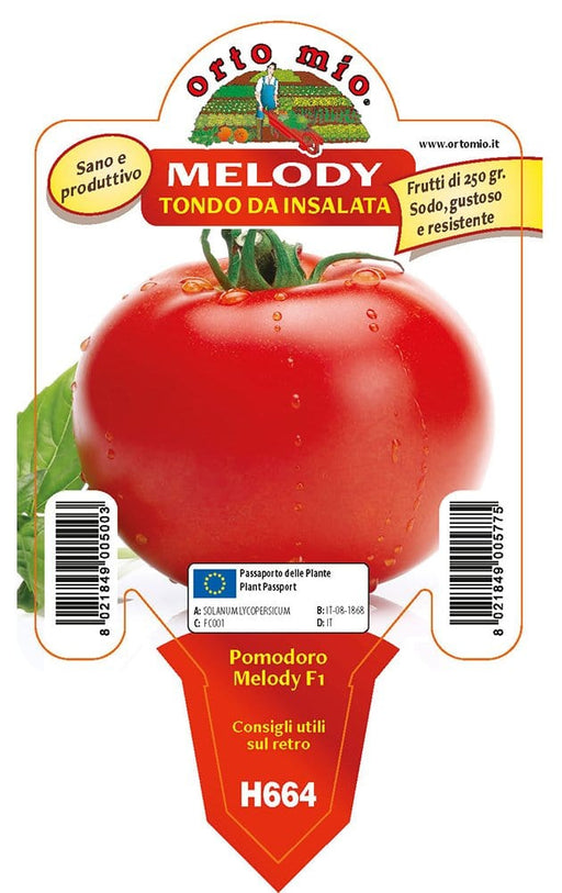 Pomodoro tondo da mensa Melody F1 - 1 pianta v.10 cm - Orto Mio Orto Mio (2497126)