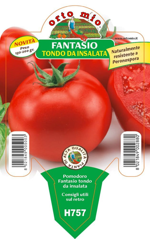 Pomodoro tondo Fantasio F1 - 1 pianta v.10 cm - Orto Mio Orto Mio (2497135)