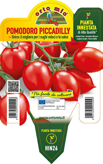 Pomodoro Vesuviano Piccadilly Trendy F1 - 1 pianta Innestata v.14 cm - Orto Mio Orto Mio