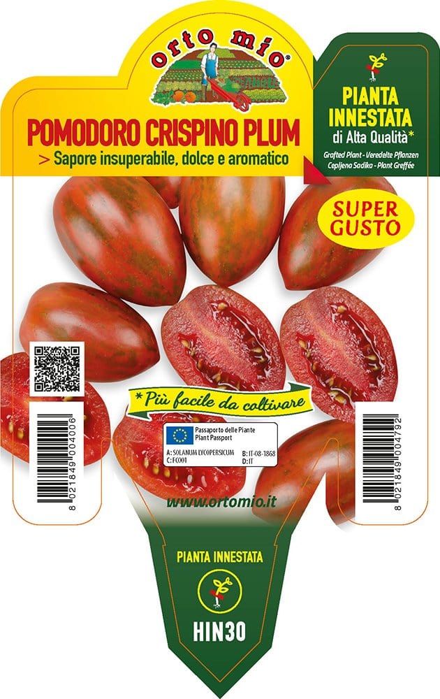 Pomodoro zebrino Crispino Plum F1 - 1 pianta Innestat v.14 cm - Orto Mio Orto Mio (2497143)