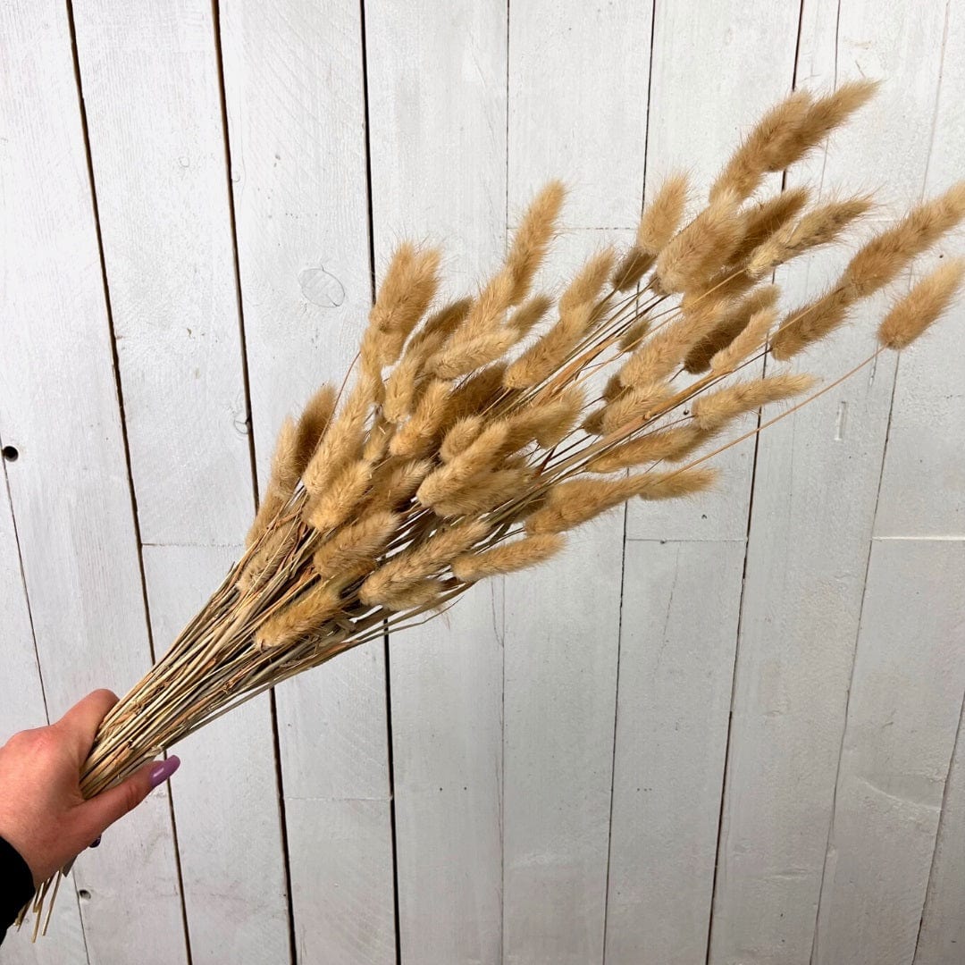 Ramoscello Erba - Fiore secco decorativo Beige Boltze (2497706)