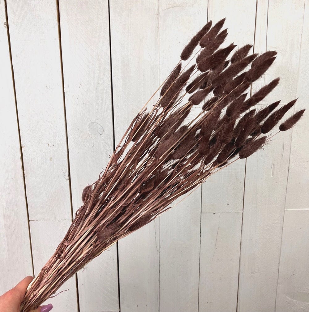 Ramoscello Erba - Fiore secco decorativo Bordeaux Boltze (2497707)