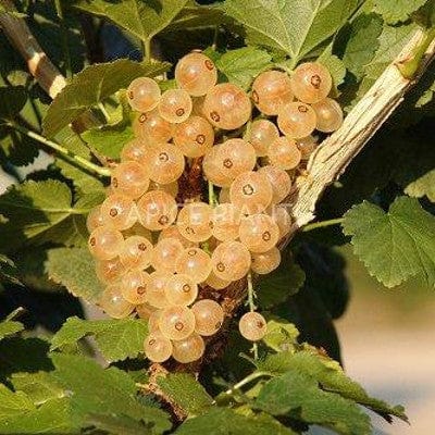 Ribes Bianco Blanka - v. 18 x 13 cm - Apice Piante Apice piante (2497814)