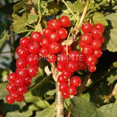 Ribes Rosso Junifer - Apice Piante Apice piante