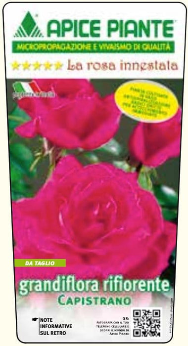 Rosa cespuglio Capistrano - Fucsia - v.15 x 15 cm Apice piante