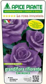 Rosa cespuglio Eminence - Viola Scuro - v.15 x 15 cm Apice piante (2497853)