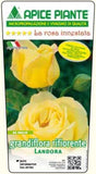 Rosa cespuglio Landora - Giallo Chiaro - v.15 x 15 cm Apice piante (2497856)