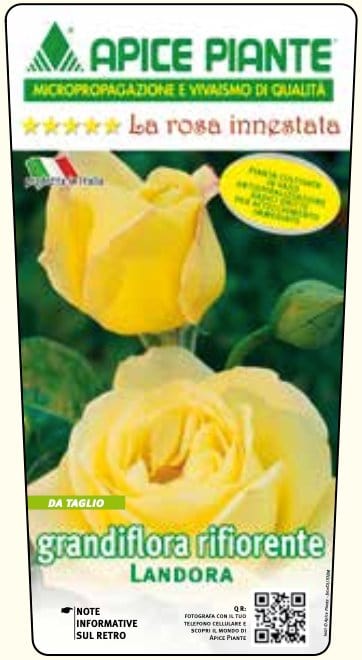 Rosa cespuglio Landora - Giallo Chiaro - v.15 x 15 cm Apice piante (2497856)