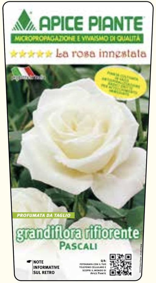 Rosa cespuglio Pascali - Bianco - v.15 x 15 cm Apice piante (2497859)