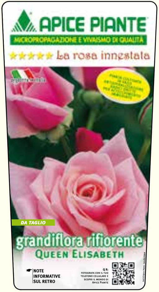 Rosa cespuglio Queen Elisabeth - Rosa Perlaceo - v.15 x 15 cm Apice piante (2497860)