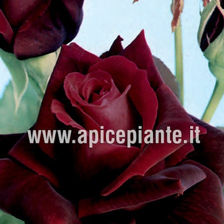 Rosa cespuglio Rosa Nera - Rosso scuro velluto - v.15 x 15 cm Apice piante (2497861)