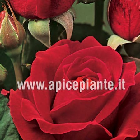 Rosa cespuglio Rosso Scarlatto - v.15 x 15 cm Apice piante (2497862)