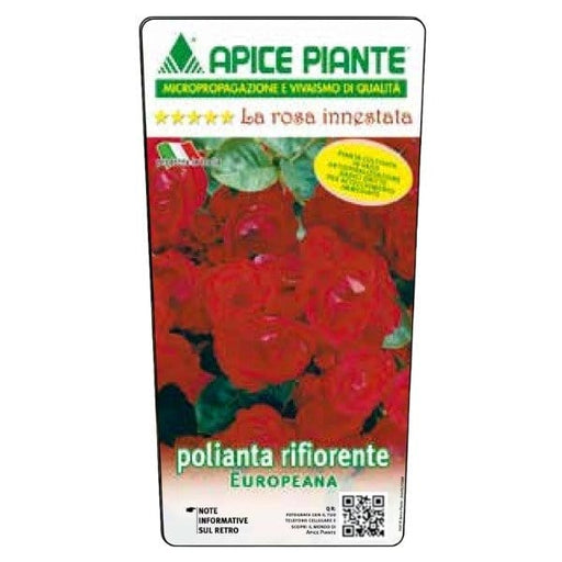 Rosa Polyantha Europeana - Rosso scuro - v.15 x 15 cm Apice piante