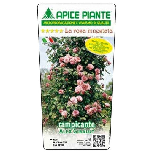 Rosa rampicante Alex Girault - Rosa - v.18 x 22 cm Apice piante