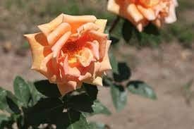 Rosa rampicante Arancio - v.18 x 22 cm Apice piante