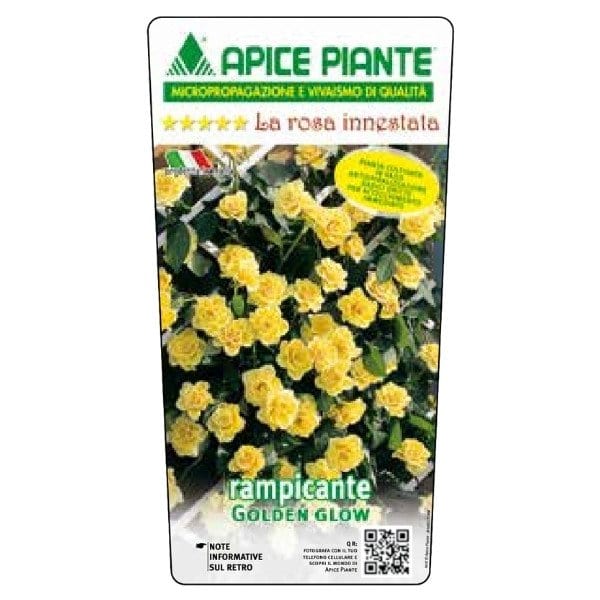 Rosa rampicante Golden Glow - Giallo - v.18 x 22 cm Apice piante (2497870)