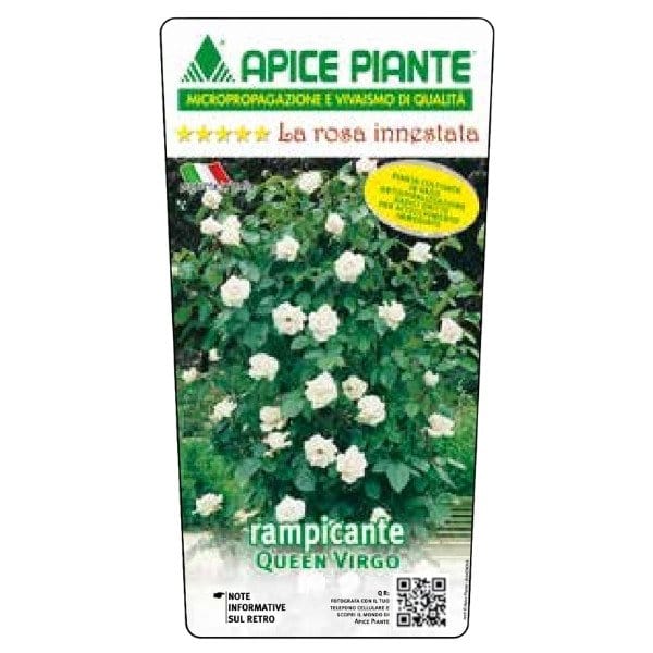 Rosa rampicante Queen Virgo - Bianco - v.18 x 22 cm Apice piante (2497871)