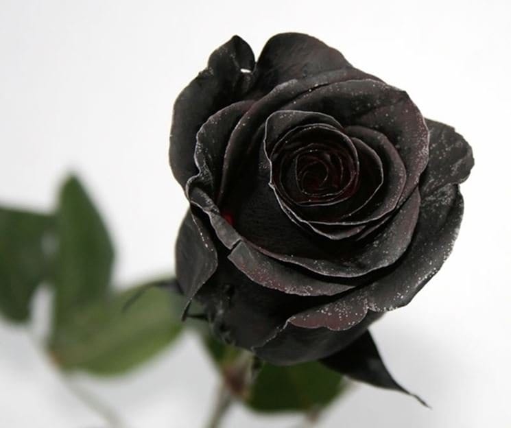 Rosa rampicante Rosa Nera - v.18 x 22 cm —