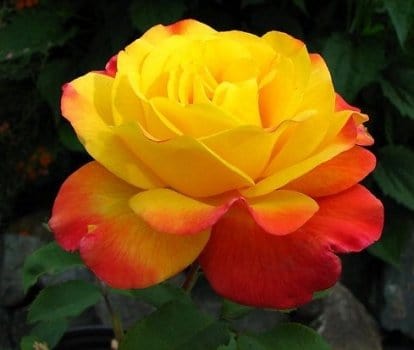 Rosa rampicante Samba - bicolore arancio e giallo  - v.18 x 22 cm Apice piante