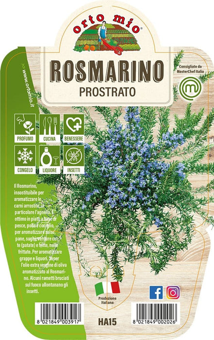 Rosmarino Prostrato - 1 pianta v.14 cm - Orto Mio Orto Mio (2497885)