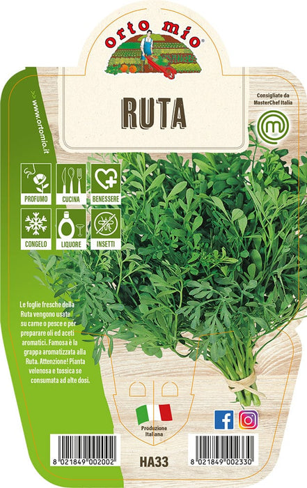 Ruta Aromatica - 1 pianta v.14 - Orto Mio Orto Mio (2498099)
