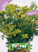 Ruta - Sementi pianta Officinale - Fioral Fioral (2498098)