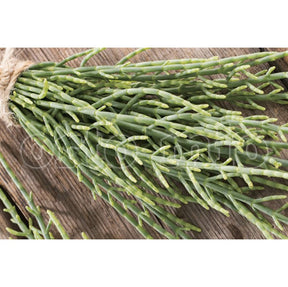 Salicornia o Asparago di mare - 1 pianta v.14 cm - Orto Mio Orto Mio