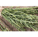 Salicornia o Asparago di mare - 1 pianta v.14 cm - Orto Mio Orto Mio