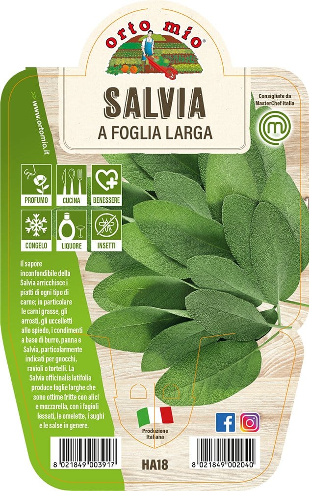 Salvia a Foglia Larga - 1 pianta v.14 cm - Orto Mio Orto Mio (2498139)