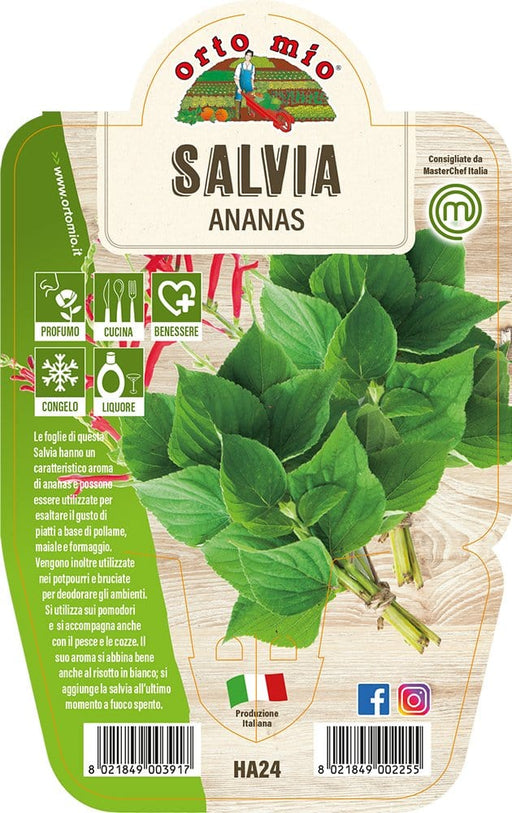 Salvia Ananas - 1 pianta v.14 cm - Orto Mio Orto Mio (2498140)
