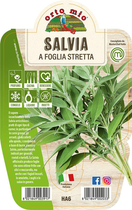 Salvia Foglia Stretta - 1 pianta v.14 cm - Orto Mio Orto Mio