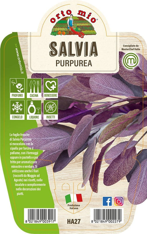 Salvia Purpurea - 1 pianta v.14 cm - Orto Mio Orto Mio (2498142)