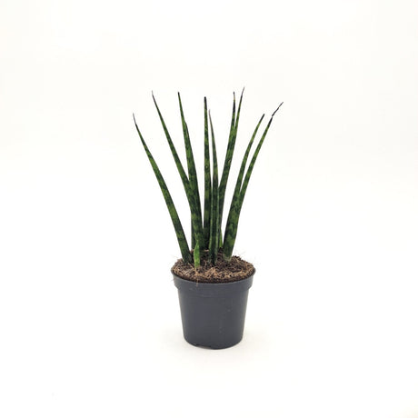 Sanseveria Bacularis -  6 cm x h 17 cm MillStore (2498158)