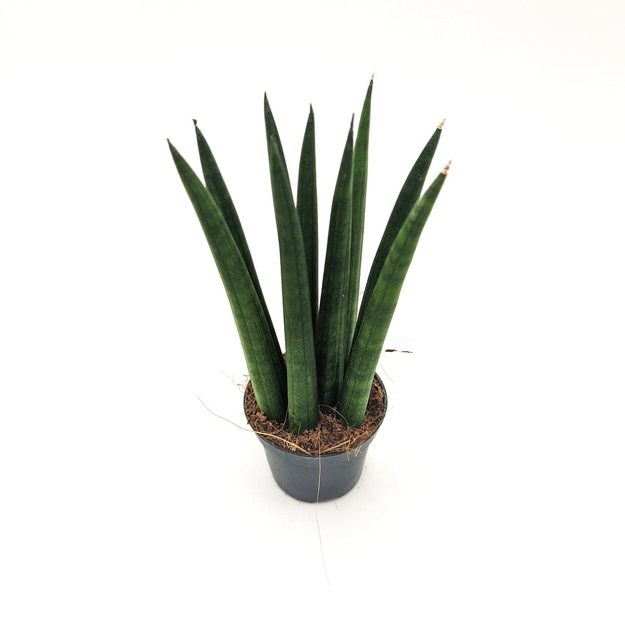 Sanseveria Cylindrica ssp (A1) -  6 cm x h 17 cm MillStore (2498159)