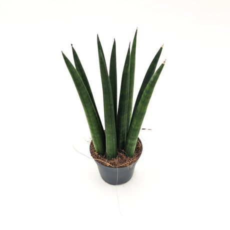 Sanseveria Cylindrica ssp (A1) -  6 cm x h 17 cm MillStore (2498159)