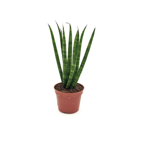 Sanseveria Cylindrica ssp (A2) -  6 cm x h 17 cm MillStore (2498160)