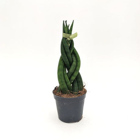 Sanseveria Cylindrica ssp (A3) -  6 cm x h 17 cm MillStore (2498161)