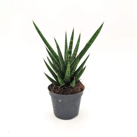 Sanseveria Francisii Chanin -  6 cm x L 11 x h 16 cm MillStore (2498162)