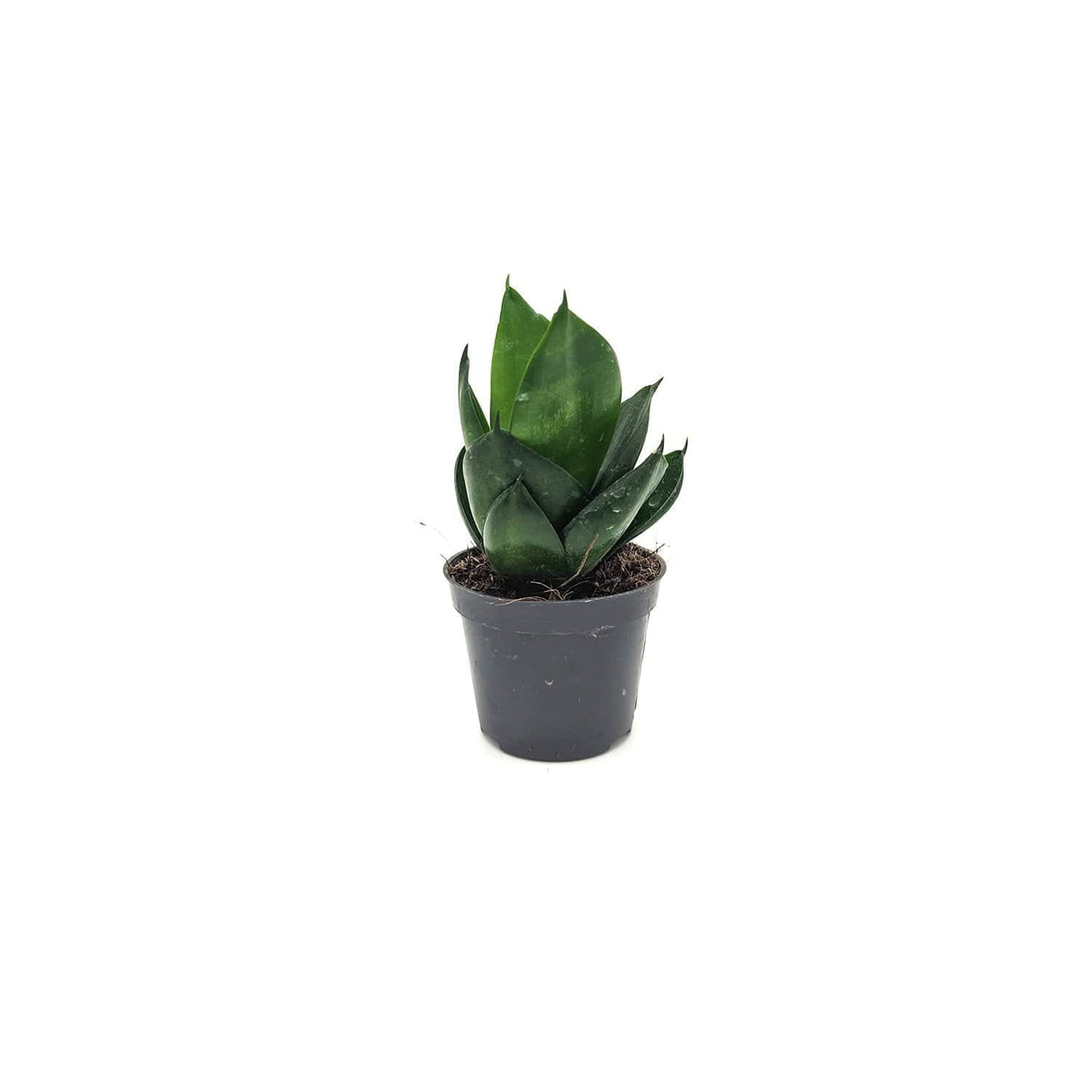 Sanseveria sp -  6 cm x h 13 cm MillStore (2498163)