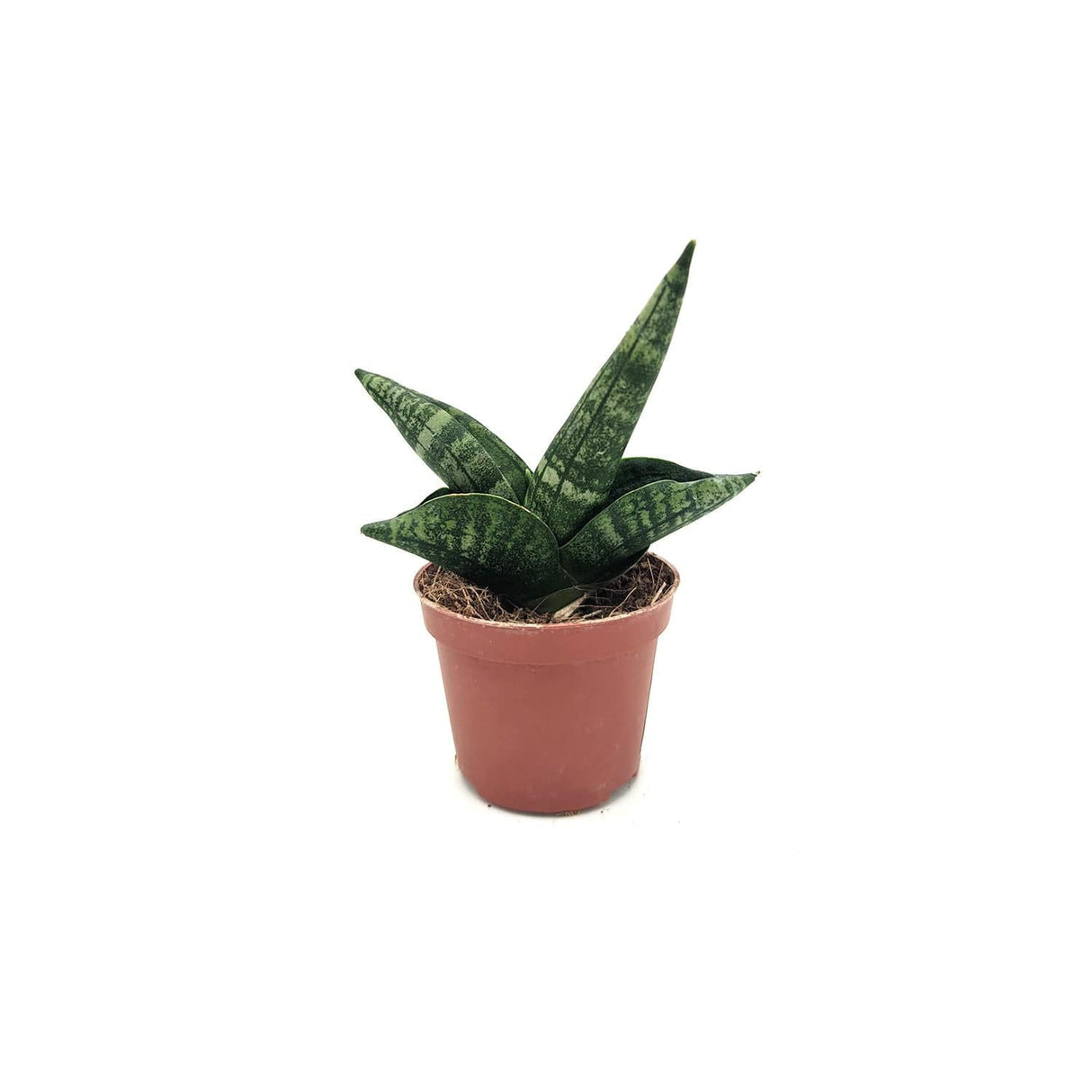 Sanseveria Stuckyi God. -  6 cm x L 9 x h 12 cm MillStore (2498164)