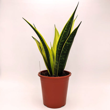 Sanseveria trifasciata Goldflame MillStore (2498165)