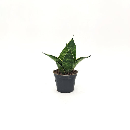 Sanseveria trifasciata Prain (A1) -  6 cm x L 10 x h 13 cm MillStore (2498166)