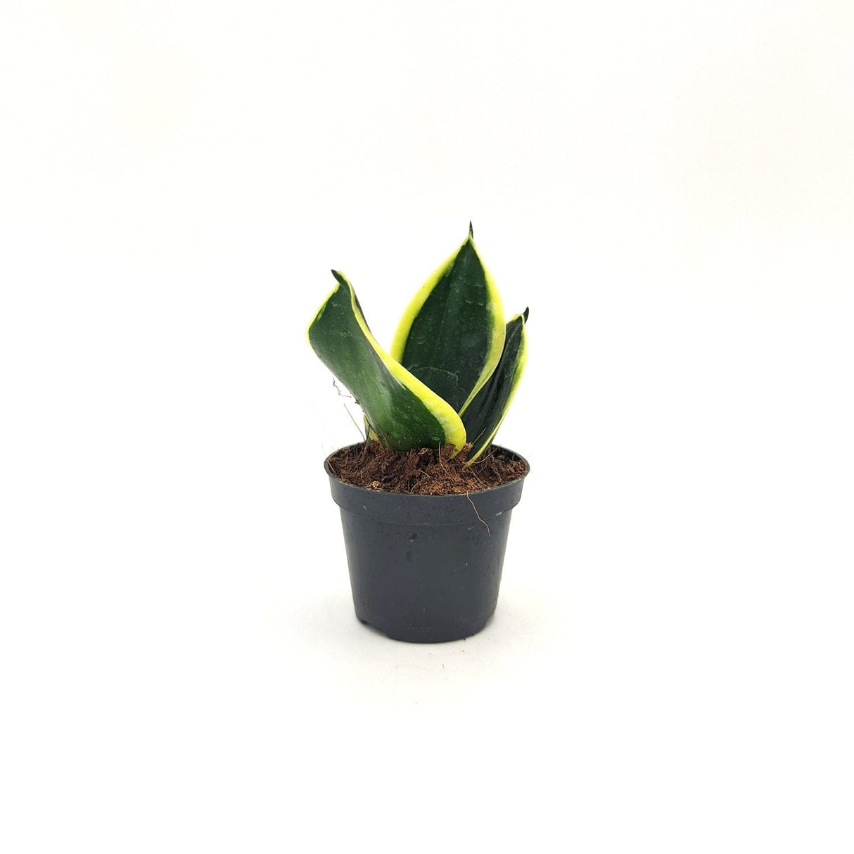 Sanseveria Trifasciata Prain (A2) -  6 cm x L 10 x h 13 cm MillStore (2498167)