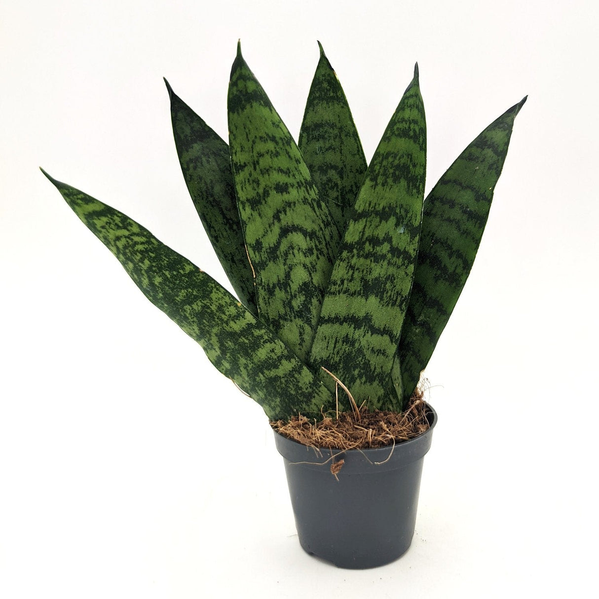 Sanseveria trifasciata ssp -  6 cm x L 13 x h 17/18 cm MillStore (2498168)