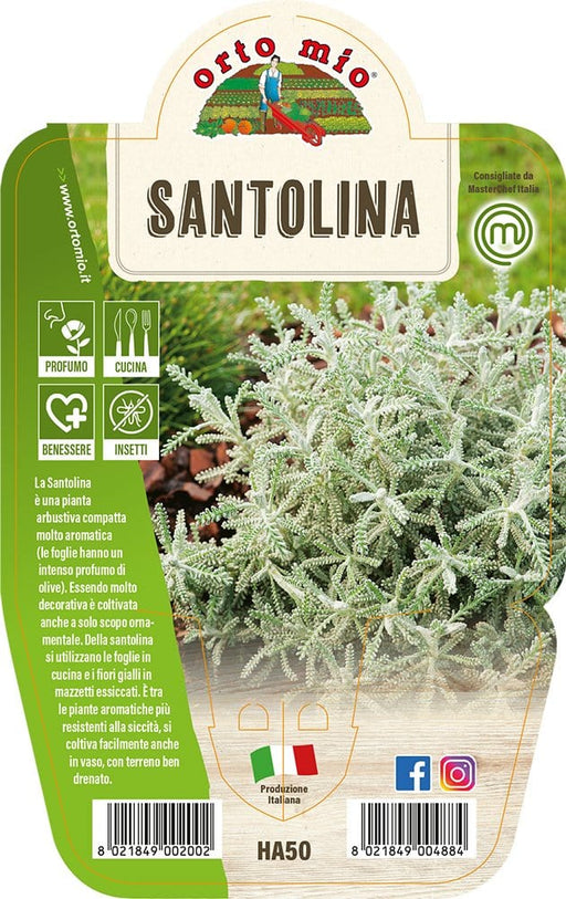 Santolina - 1 pianta v.14 cm - Orto Mio Orto Mio (2498169)