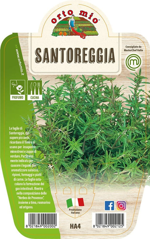 Santoreggia - 1 pianta v.14 cm - Orto Mio Orto Mio (2498170)