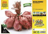 Scalogno rosso francese Conservor F1 - 6 piante - Orto Mio Orto Mio (2498239)
