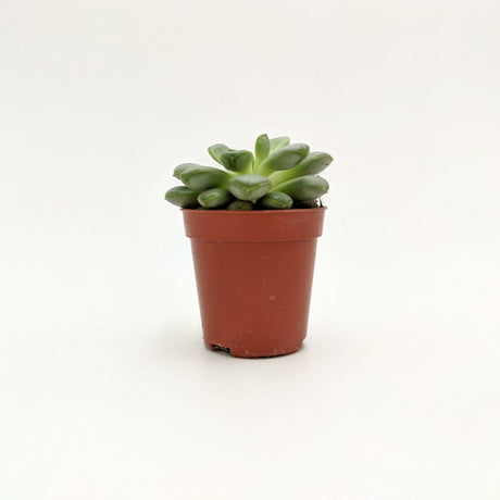 Sedum clavatum R.T. Clausen -  5 cm x h 7,5 cm MillStore (2498294)